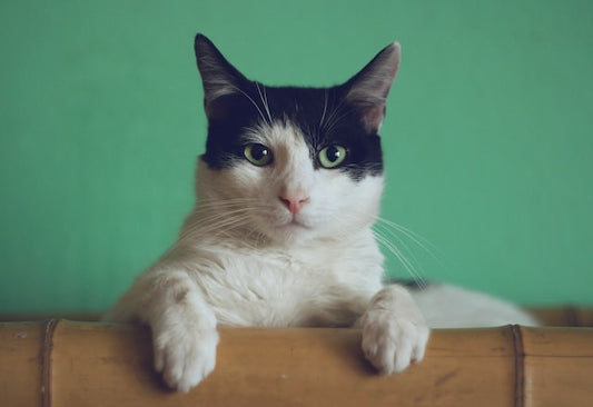 10 PHOTOGRAPHY TIPS TO CAPTURE ADORABLE PET PHOTOS