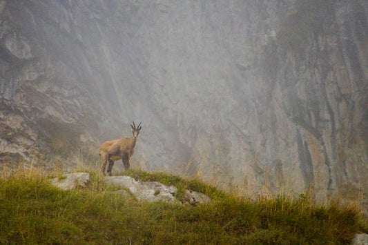 9 TIPS FOR SHOOTING AMAZING WILDLIFE PHOTOS