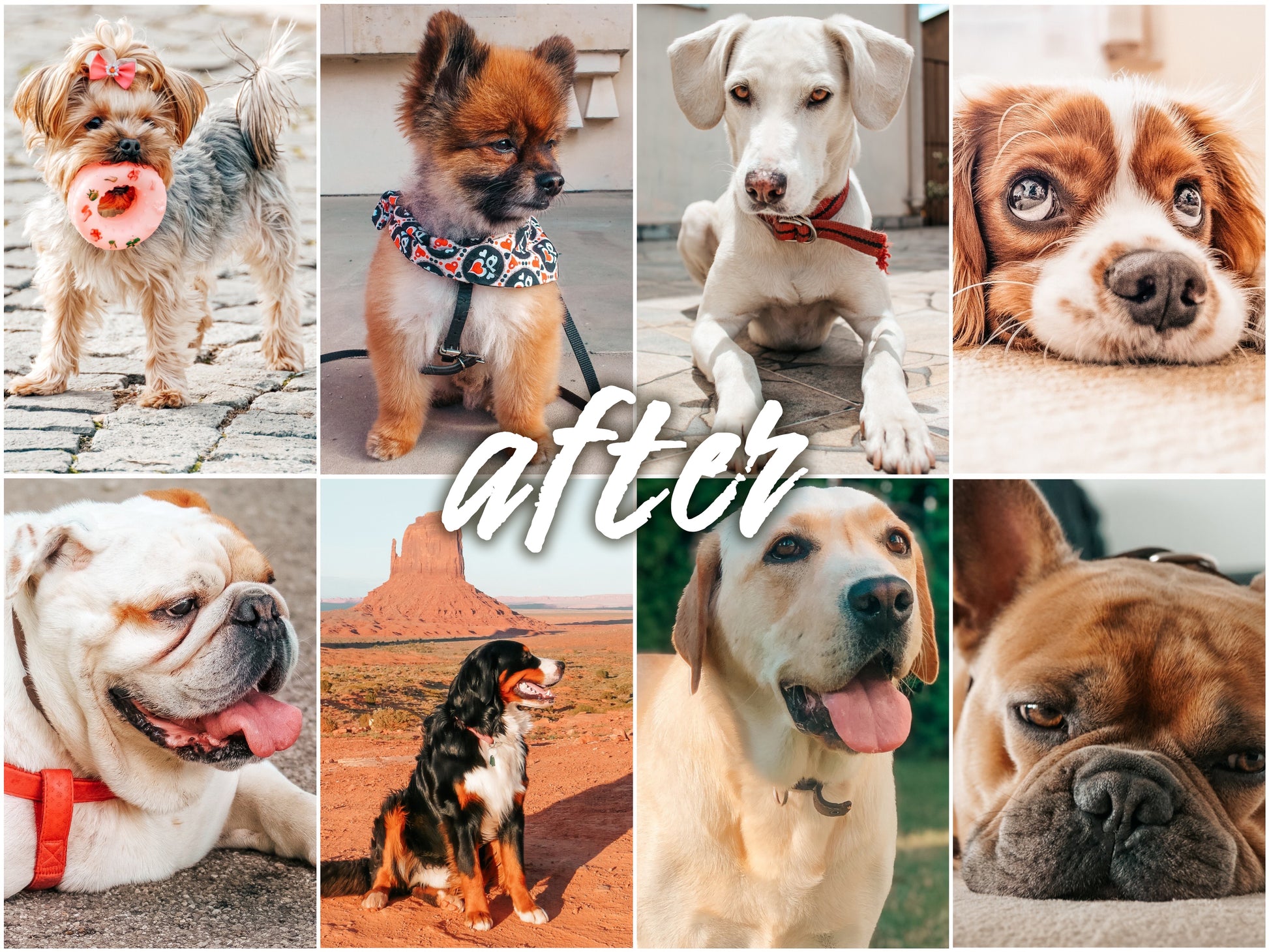 My Dog Pack - Alicephotostudio