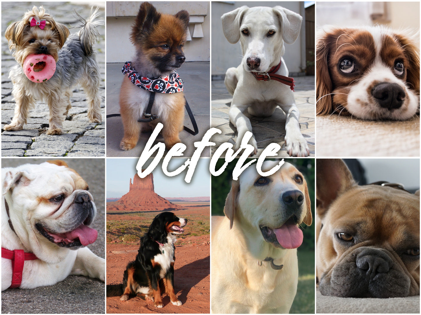 My Dog Pack - Alicephotostudio