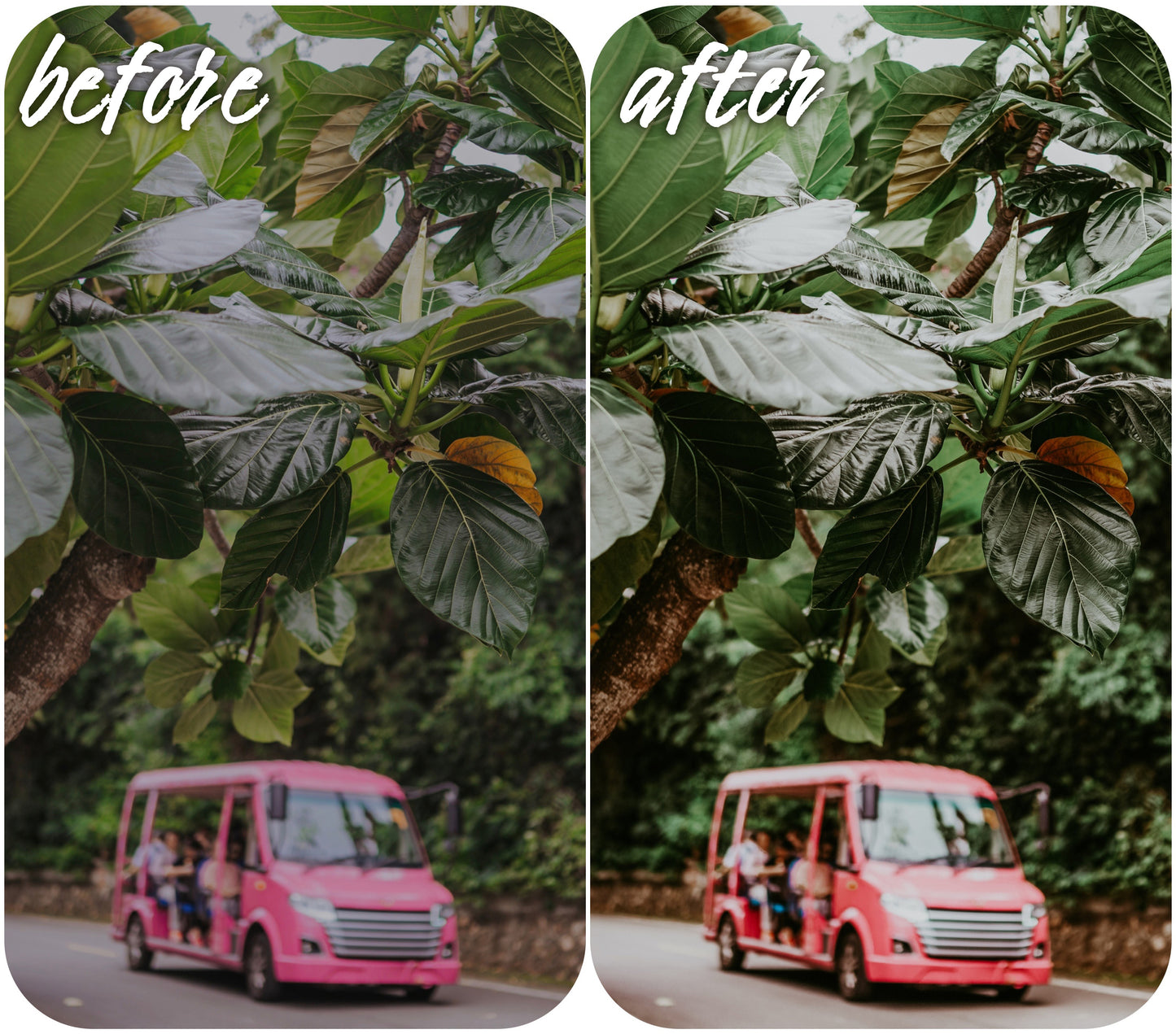 Hot Tropics - Alicephotostudio