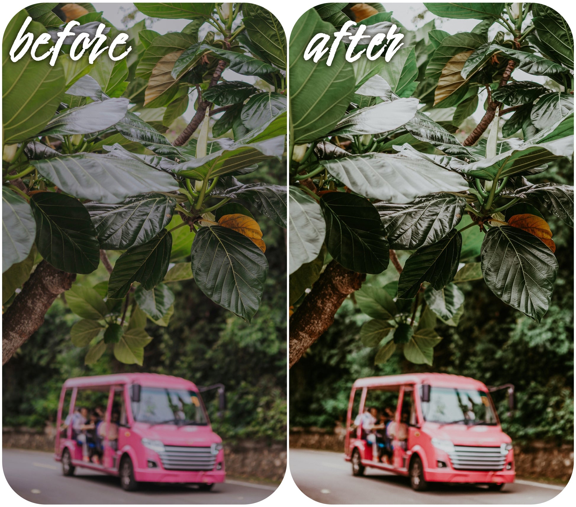 Hot Tropics - Alicephotostudio