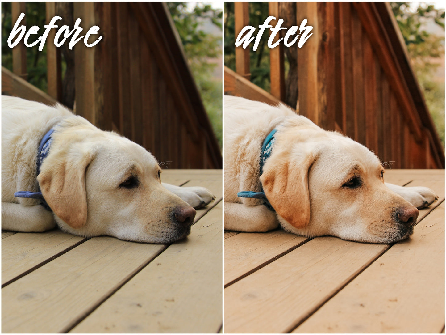 My Dog Pack - Alicephotostudio