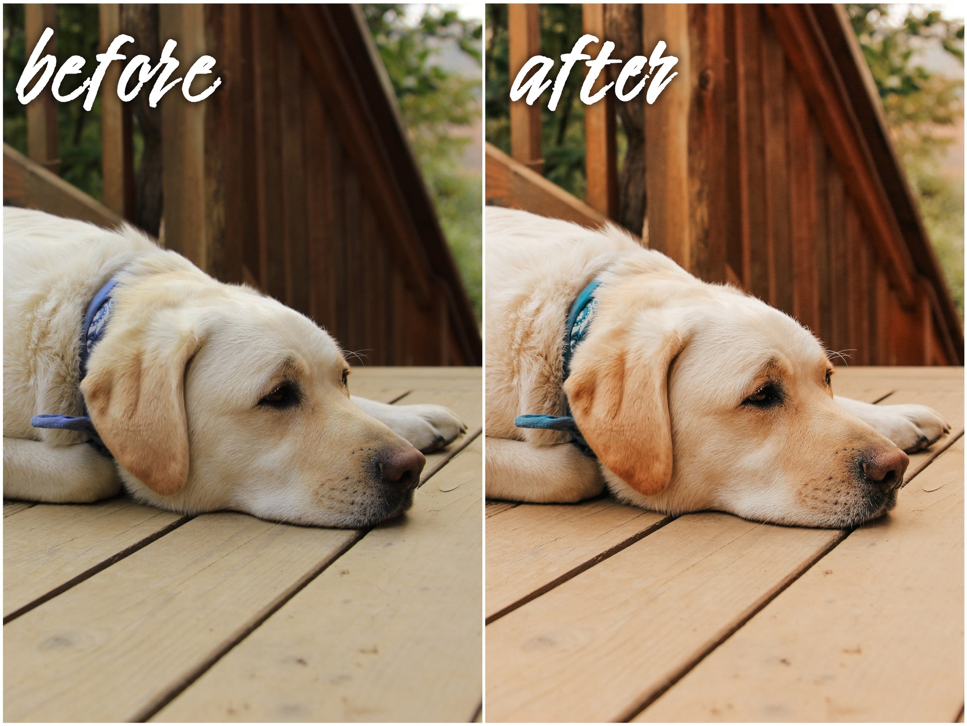 My Dog Pack - Alicephotostudio