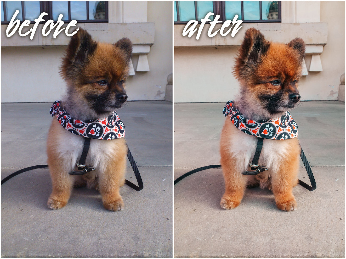 My Dog Pack - Alicephotostudio