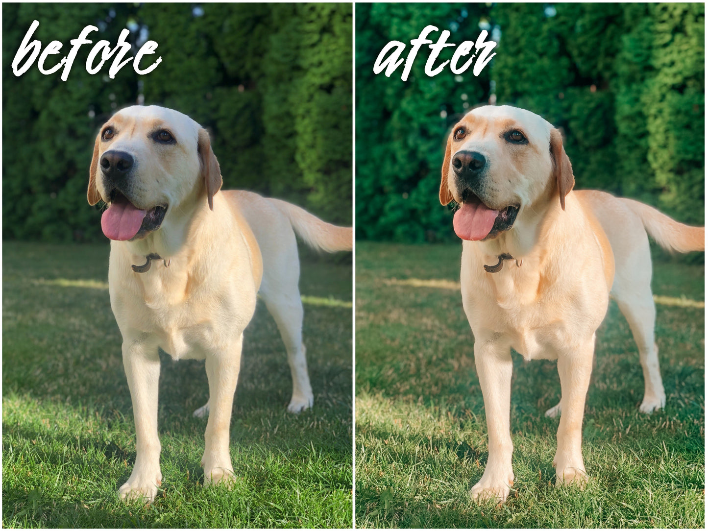 My Dog Pack - Alicephotostudio