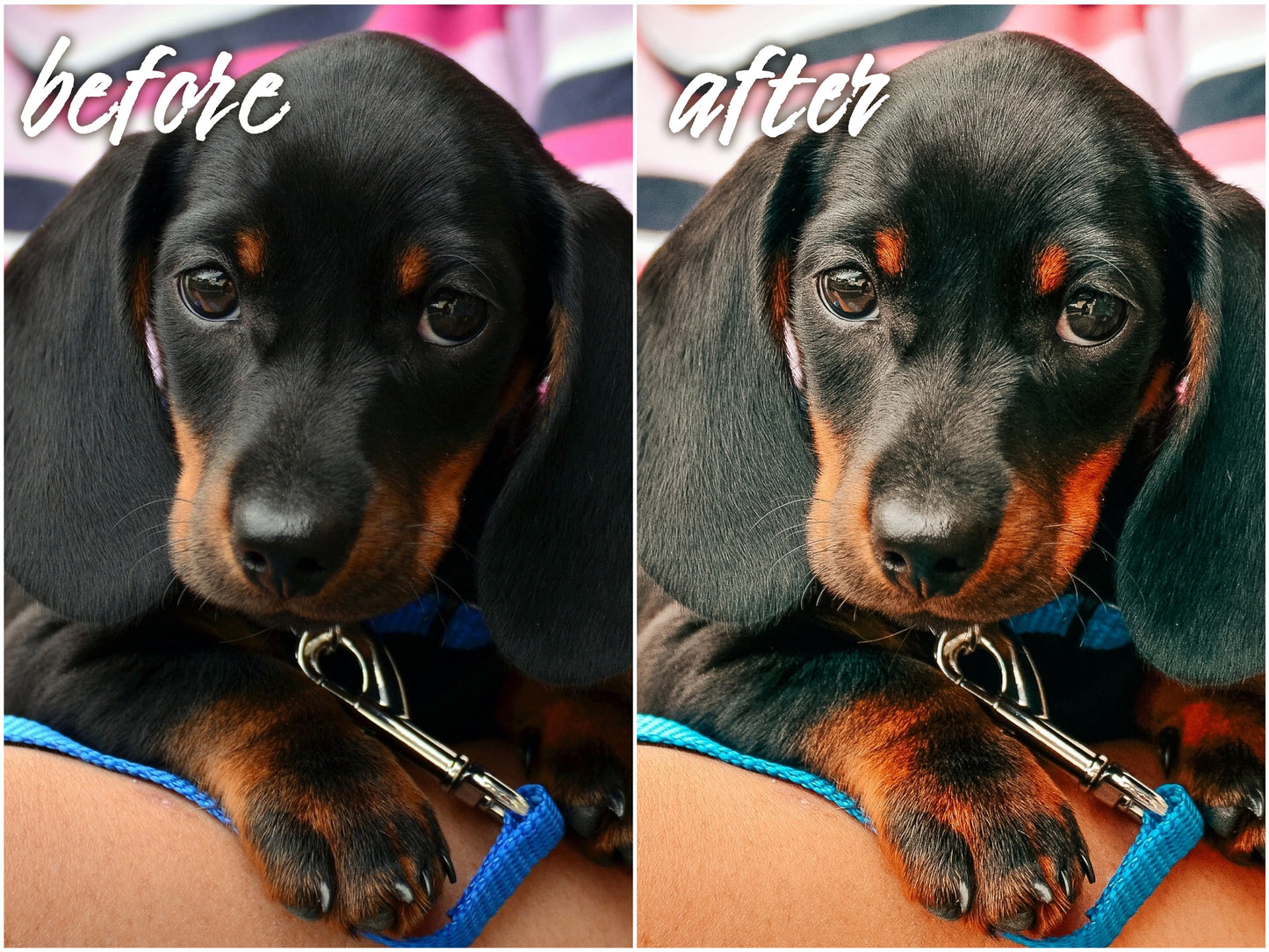 My Dog Pack - Alicephotostudio