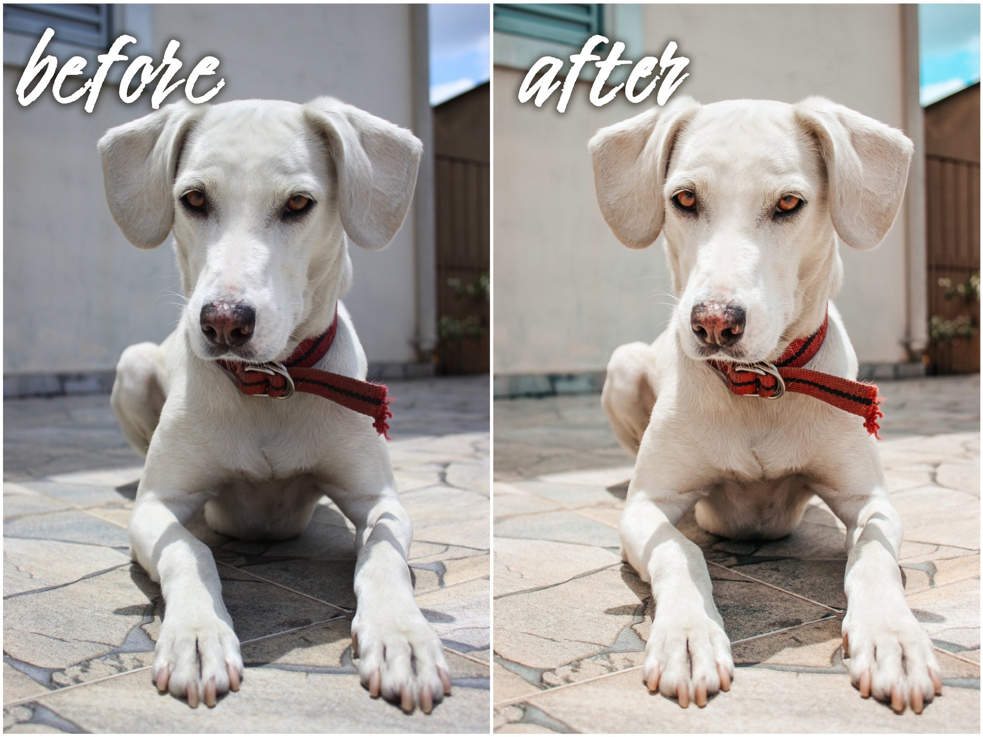 My Dog Pack - Alicephotostudio
