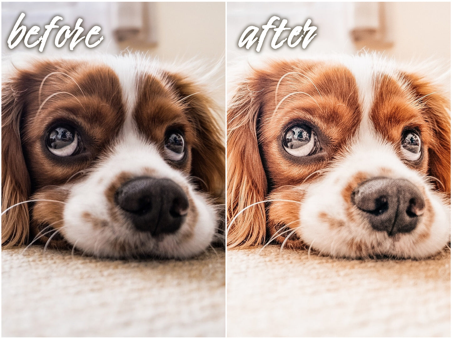 My Dog Pack - Alicephotostudio