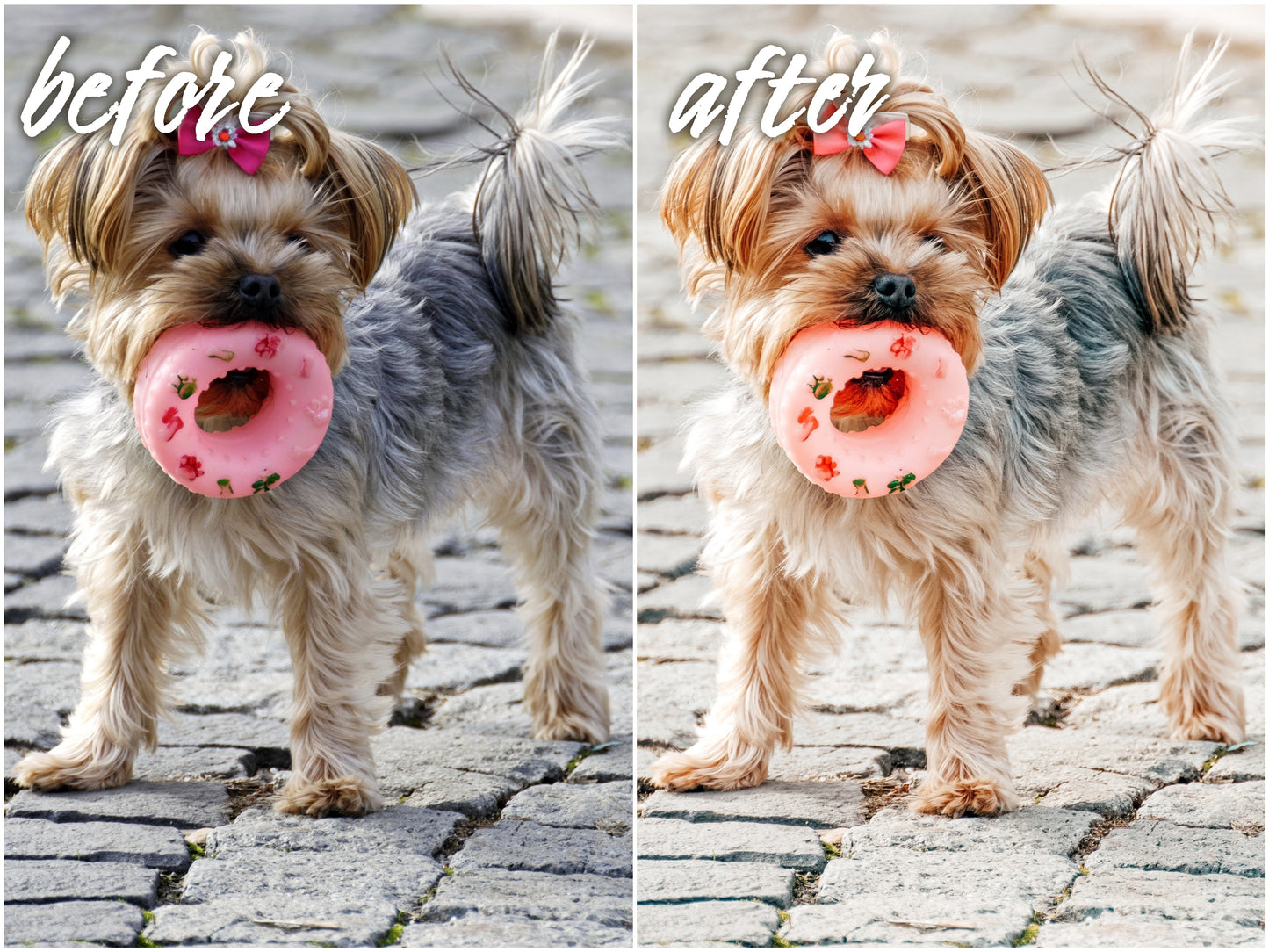 My Dog Pack - Alicephotostudio