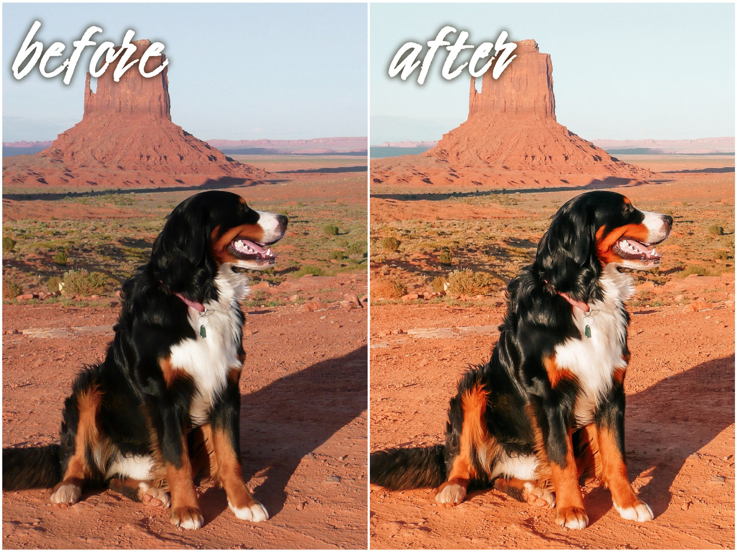 My Dog Pack - Alicephotostudio