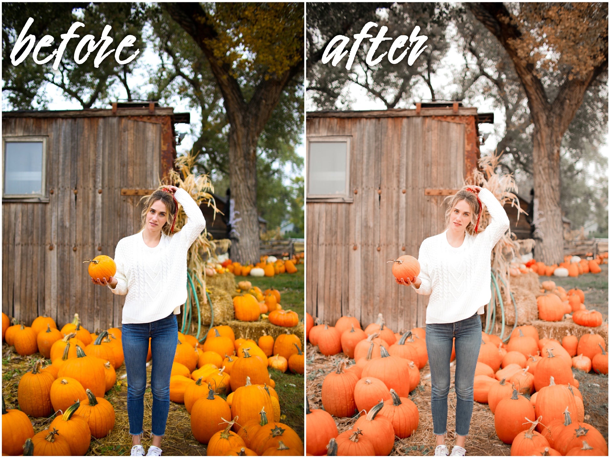 Pumpkin Pack - Alicephotostudio