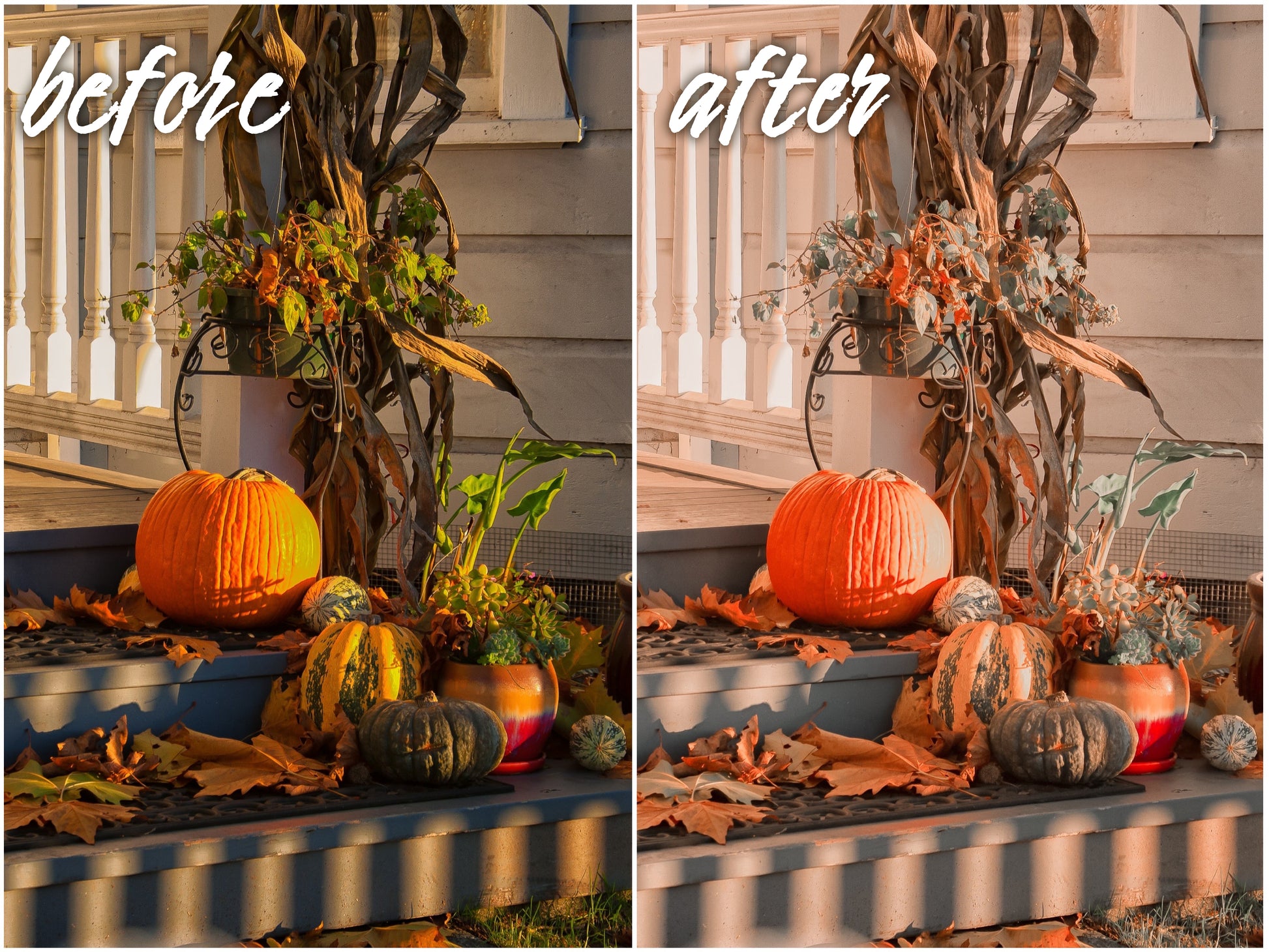 Pumpkin Pack - Alicephotostudio