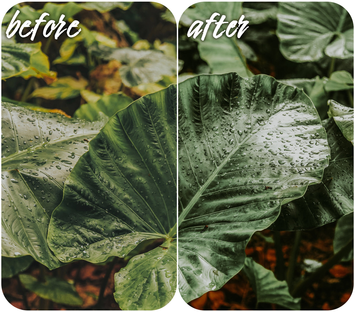 Hot Tropics - Alicephotostudio