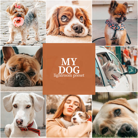My Dog Pack - Alicephotostudio
